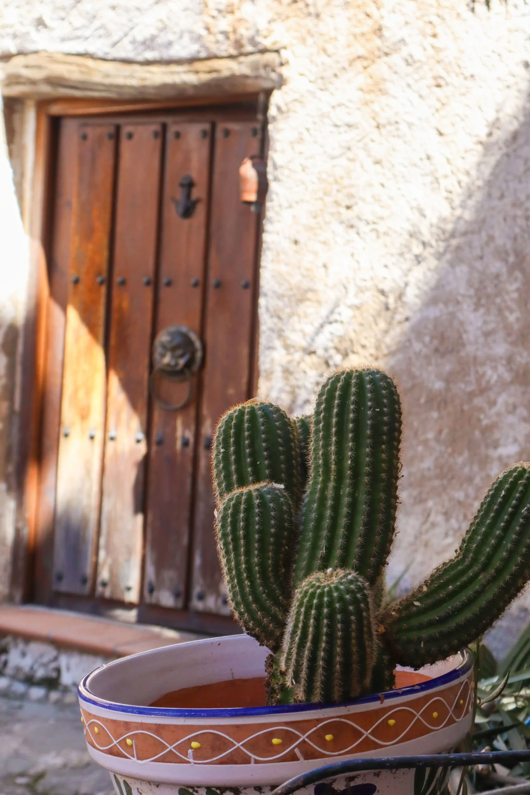 Maceta con cactus frente a una puerta de madera antigua en una calle del casco histórico de Valderrobres con pared de piedra